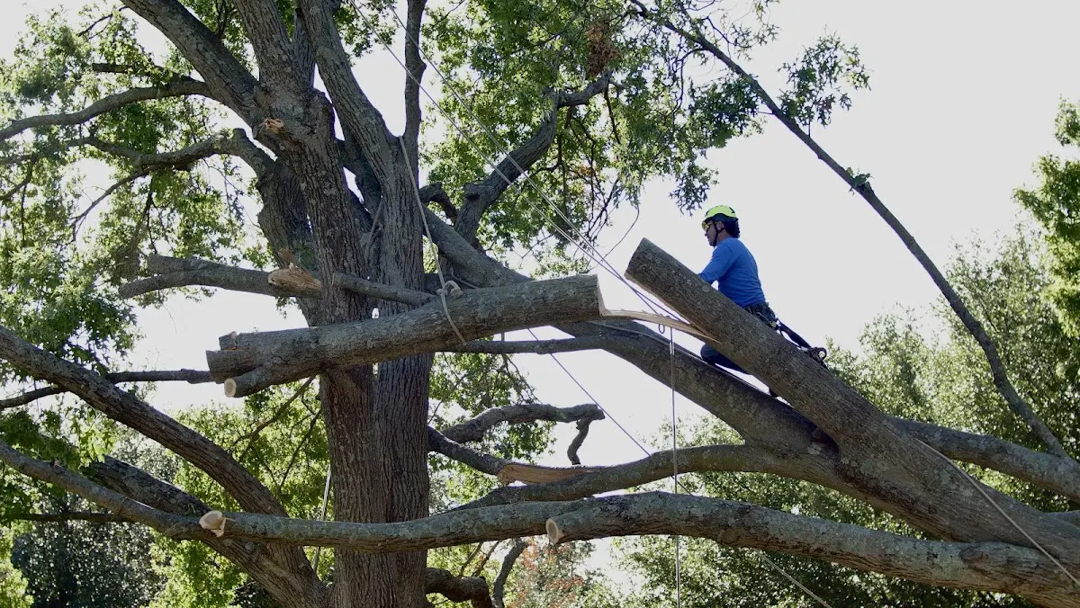 Professional Crown Thinning performed by certified arborists in Bertrand